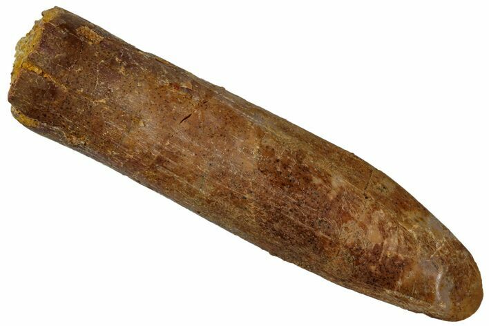 Fossil Sauropod Dinosaur (Titanosaur) Tooth - Morocco #298512